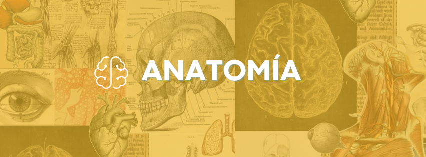 Anatomía